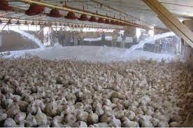 Chick-News